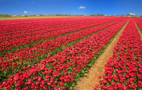 The sky, flowers, strip, blue, spring, dal, tulips, red