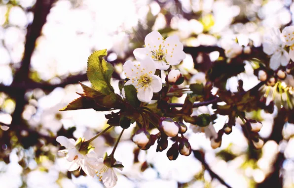 Macro, flowers, nature, cherry, branch, spring, petals, buds