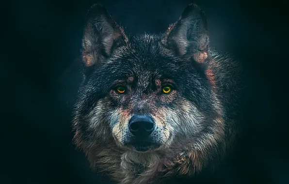Look, fantasy, wolf
