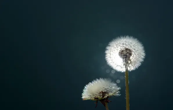 Picture light, background, dandelions, two