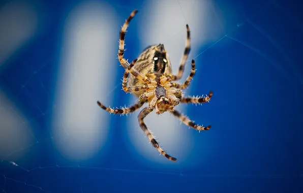 Picture web, spider, bokeh