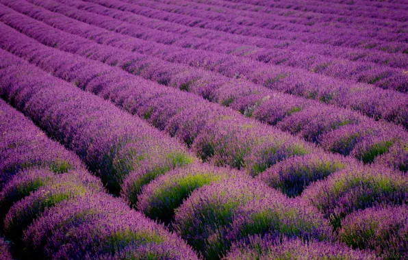 Picture field, landscape, flowers, nature, purple, the ranks, lavender, Great Britain