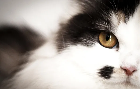 Cat, cat, look, pose, face