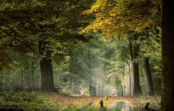 Road, autumn, forest, trees, Park, foliage, puddles