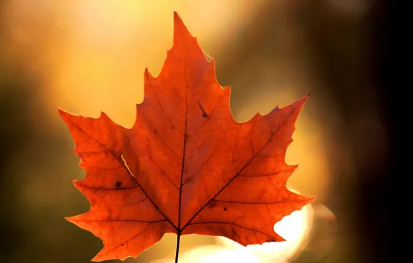 Autumn, nature, sheet, maple