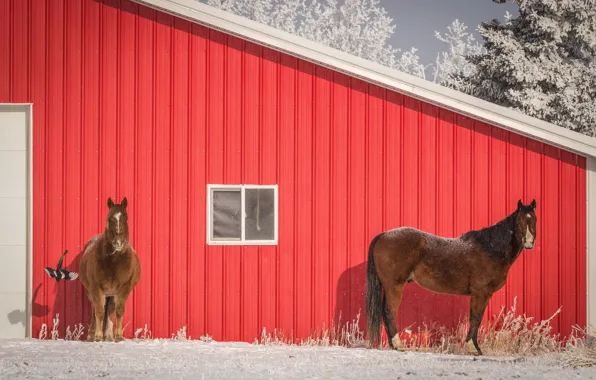 Picture winter, frost, roof, snow, trees, red, horse, bird