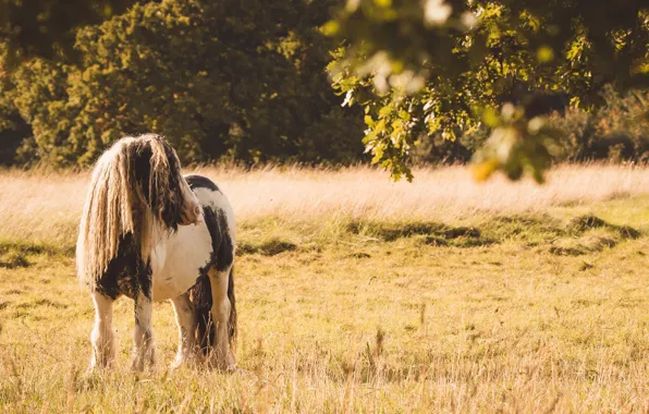 Field, nature, mane, horse