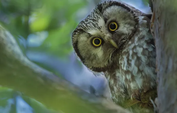 Owl, bird, Tengmalm's owl