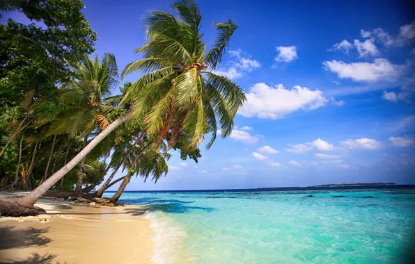Picture sea, beach, water, nature, palm trees, beauty