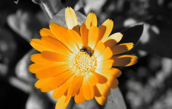 Picture bee, color, Orange