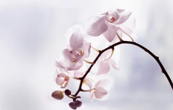 Flowers, branch, flowering, Orchid