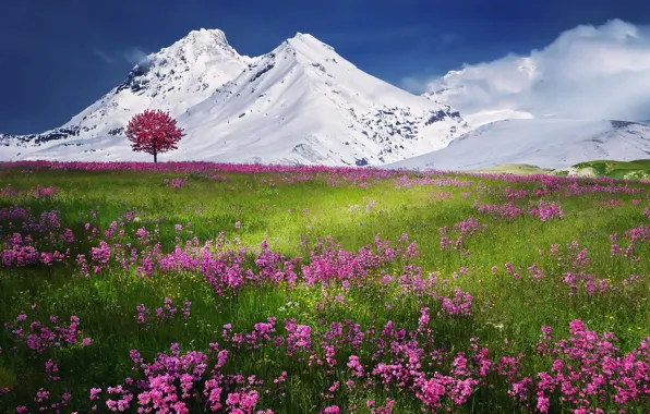 Picture the sky, clouds, snow, landscape, flowers, mountains, nature, tree