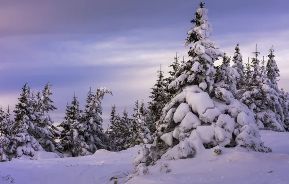 Picture winter, snow, trees, nature, ate, Andrey Sharapov