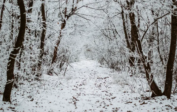 Picture winter, forest, snow, trees, nature, track, path