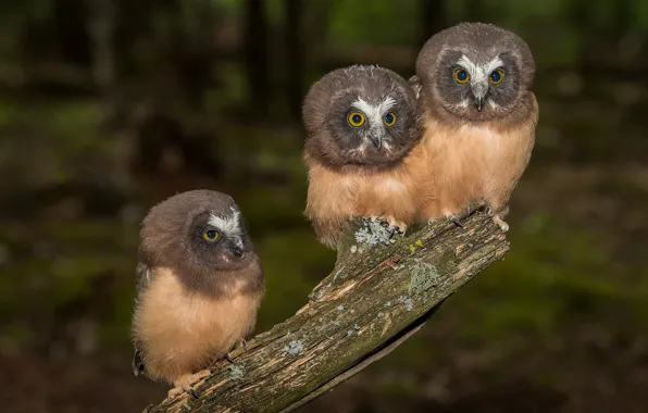 Birds, owls, trio, Trinity, North American boreal owl