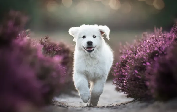 Picture white, joy, flowers, pose, Park, background, paws, garden