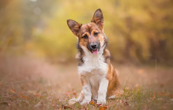 Picture look, dog, puppy, bokeh