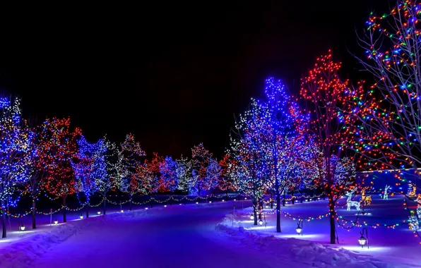 Picture winter, snow, decoration, trees, night, lights, lights, holiday