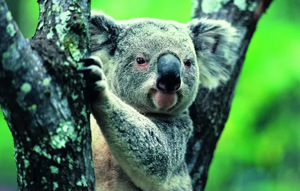 Picture nature, animal, Koala