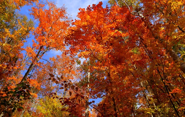 Picture autumn, the sky, leaves, trees, Canada, Ontario, the crimson