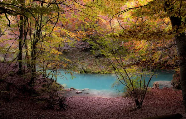 Forest, river, trees, autumn, foliage