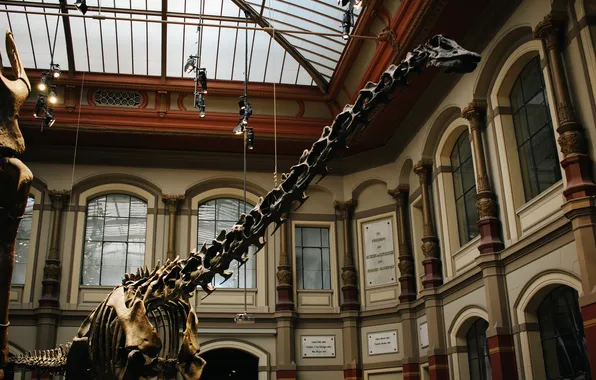 Picture dinosaur, skeleton, Museum