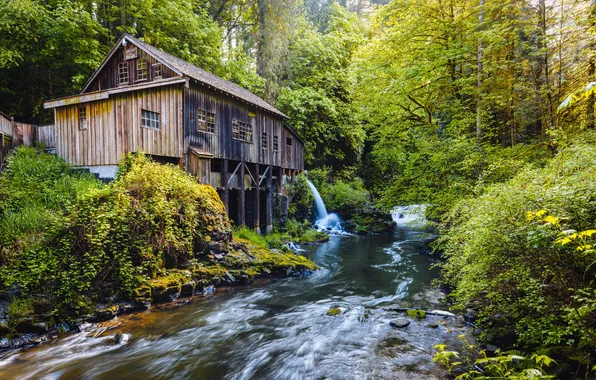 Forest, trees, stream, waterfall, mill, Washington, USA, water