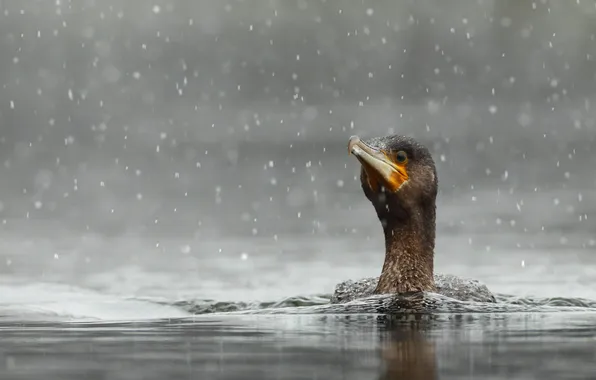 Water, bird, snowfall, cormorant