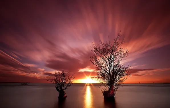 Picture sea, trees, landscape, sunset
