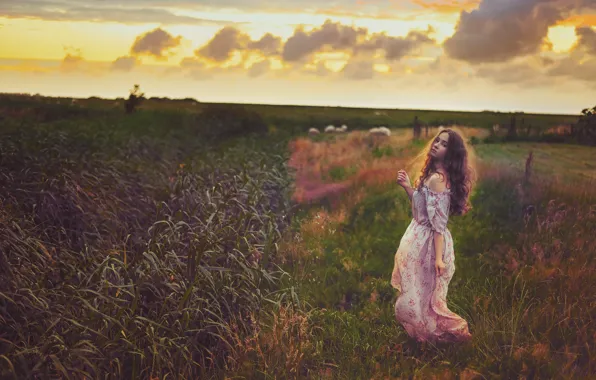 Field, summer, the sky, grass, clouds, light, sunset, nature