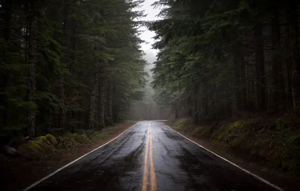 Picture road, forest, pine