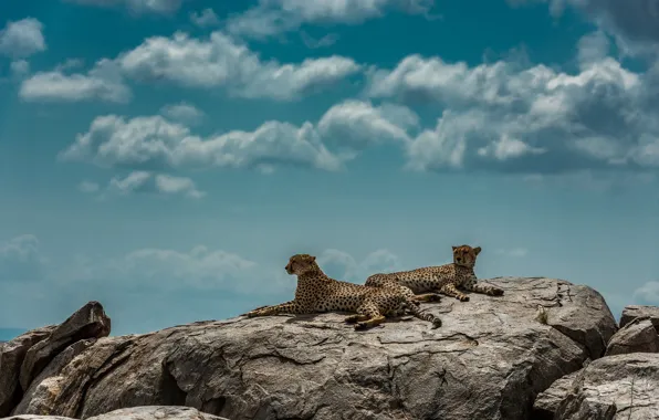 The sky, rocks, cheetahs