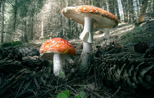 Picture forest, mushrooms, mushroom, Under the Umbrella