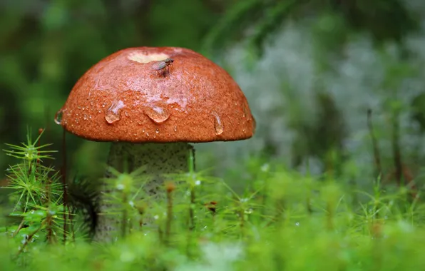 Macro, nature, mushroom