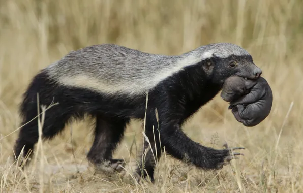 Animal, wildlife, Honey Badger