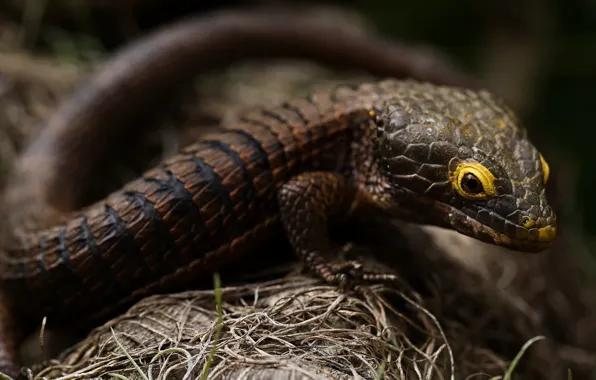 Look, the dark background, lizard, brown, bokeh