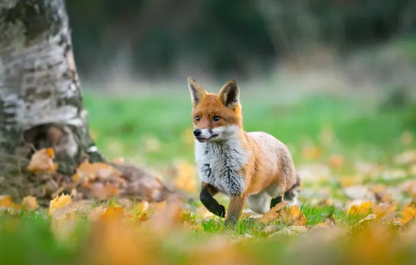Picture autumn, leaves, foliage, Fox, red