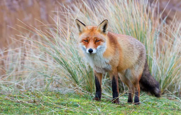 Grass, look, nature, thickets, glade, Fox, red, walk