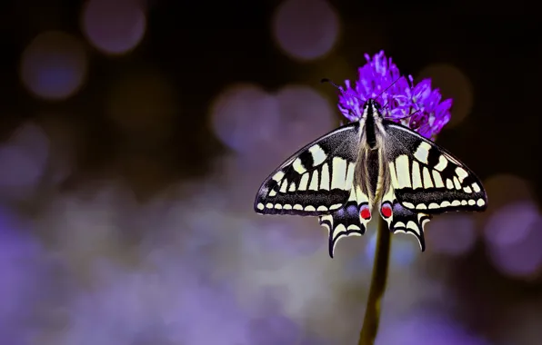 Macro, flowers, background, butterfly, swallowtail