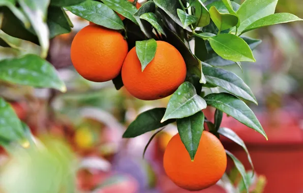 Leaves, branch, tangerines