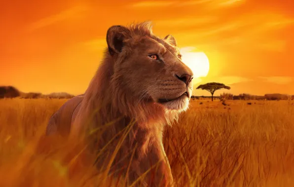 Landscape, sunset, cartoon, Leo, poster, Mufasa: The Lion King, Mufasa: The Lion King