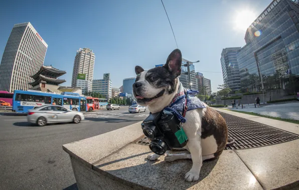 Picture Korea, Official Seoul Phodographer, Boston terrier