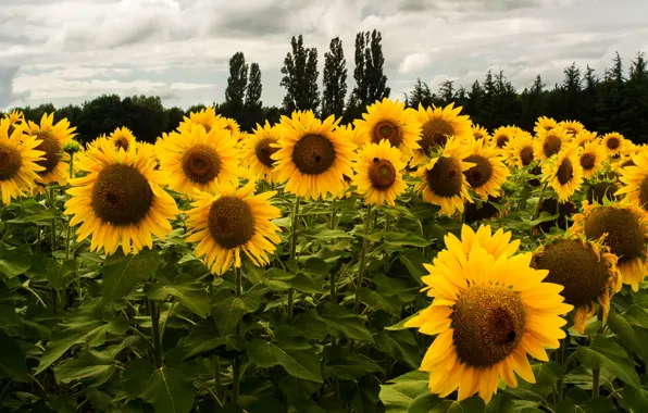 Field, forest, clouds, trees, sunflowers, yellow