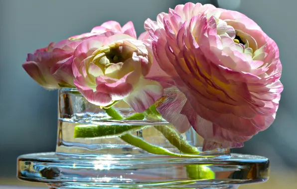 Picture vase, Ranunculus, Ranunculus asiaticus