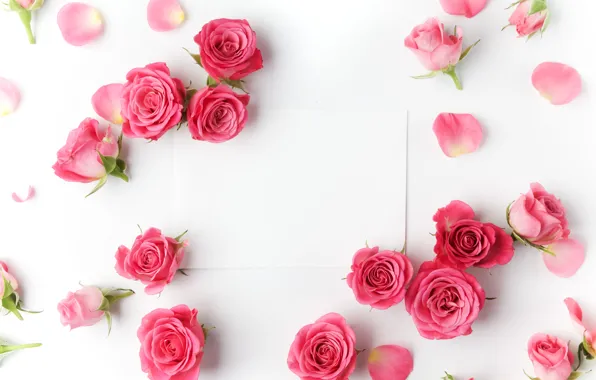 Roses, buds, pink, flowers, romantic, roses, valentine`s day