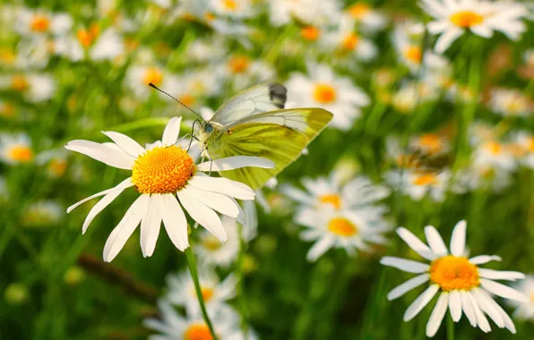 Macro, butterfly, chamomile, bokeh