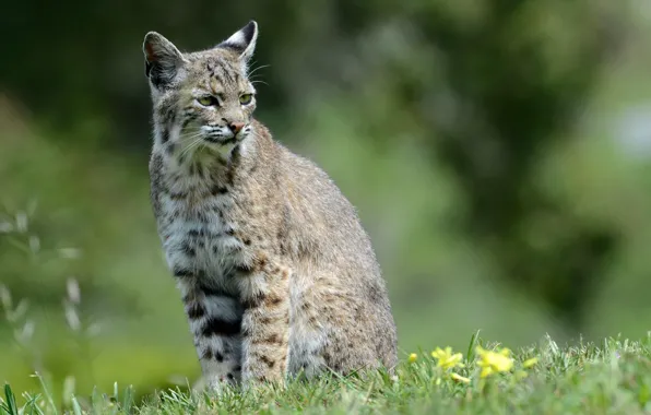 Picture predator, lynx, sitting, wild cat