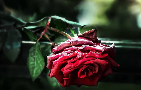 Frost, flower, leaves, macro, snow, the dark background, rose, red