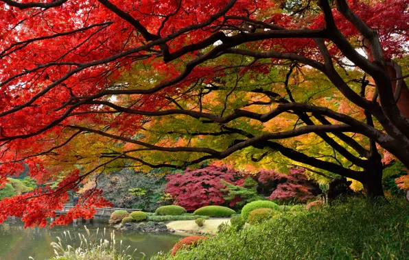Picture Japan, Tokyo, the colors of autumn, Japanese garden, December