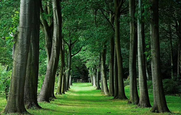 Wallpaper trees, perspective, alley
